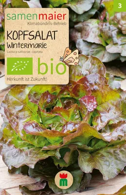 Artikelbild 1 von 'BIO Winterkopfsalat Wintermarie' aus der Kategorie Kopfsalatsamen
