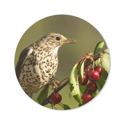 Produktbild von MuchoWow® Mauspad Mousepad Vogel auf einem Ast 20x20 cm - Mousepads - Maus Mat - Pad - Mausunterlage - Schreibtischmatte