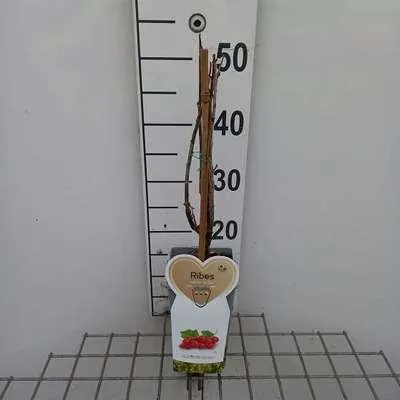 Obrázek produktu pro Ribes rubr. 'Junifer' - Červená malina 'Junifer' | 25 cm v květináči