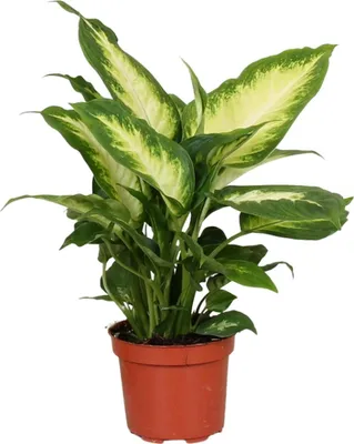 Produktbild von Dieffenbachie Camilla Ø12cm 35cm Zimmerpflanze mit gemustertem Laub Pflegeleicht