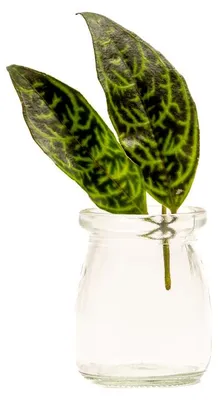 Obrázok produktu pre Gardners Aeschynanthus Marmoratus – odrezok na zakorenenie
