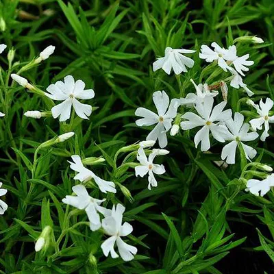 Produktbild von 6 x Teppich Flammenblume  - Phlox subulata 'Calvides White'  | Topf 9cm x 9cm