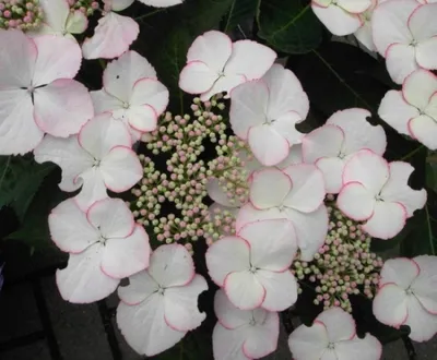 Produktbild von Bauernhortensie Love you Kiss - Tellerhortensie - Gartenhortensie - Hydrangea macrophylla