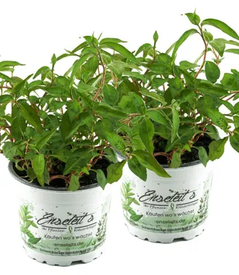 Produktbild von Enseleits 2x Vietnam-Koriander, Koriander Pflanze