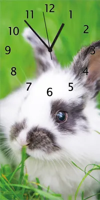 Produktbild von Wallario Design Wanduhr bedruckt, Größe 30 x 60 cm, Motiv: Süßer Hase im grünen Gras