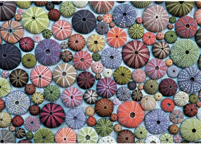 Produktbild von PIATNIK Seeigel Puzzle 1000 Teile