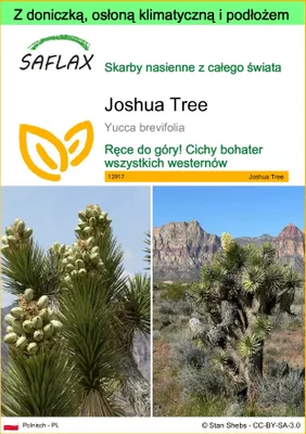 Zdjęcie produktu dla SAFLAX - Garden to go - Joshua Tree - 10 Nasiona - Z doniczką, pokrywą klimatyczną i podłożem do uprawy - Yucca brevifolia