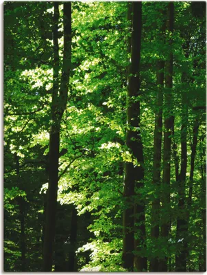 Produktbild von ARTland Leinwandbild Im Buchenwald Größe: 30x40 cm