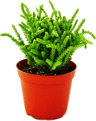 Obrázok produktu pre Sukulent - Crassula lycopodioides - Myší chvost - v 8,5cm kvetiná?i