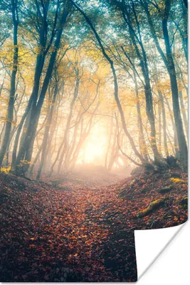 Produktbild von MuchoWow® Poster Wald - Nebel - Sonne - Herbst 40x60 cm - Plakate für die Wand - Poster Babyzimmer