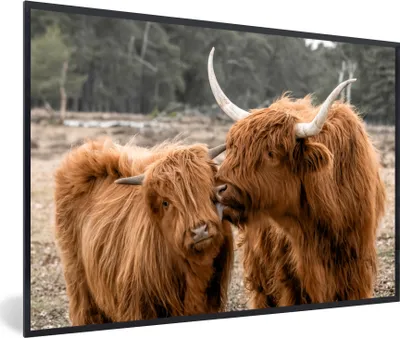 Produktbild von MuchoWow® MuchoWow® Gerahmtes Poster Schottisches Hochlandrind - Tiere - Wald 30x20 cm - Poster mit zchwarzem Bilderrahmen - Kunstdruck - Bild-Poster