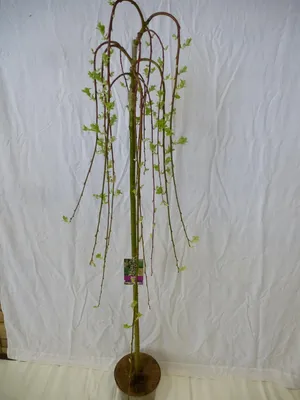 Produktbild von [Palmenlager] XXL Salix caprea 'Pendula' / 'Kilmarnock' 170 cm - Hängende Kätzchenweide // Winterhart, Gartenpflanze