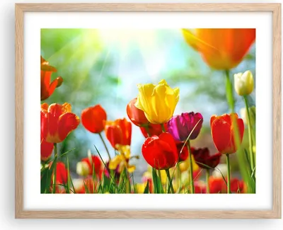 Produktbild von Gerahmtes Poster - Rahmen in heller Eiche - Tulpe Blume Plantage Wiese - 50x40 cm - Wand Bild - Wanddeko - Wandbilder - Wandposter - Bilderrahmen - Bilder - Kunstdruck - Wandbild - P2NAA50x40-2566