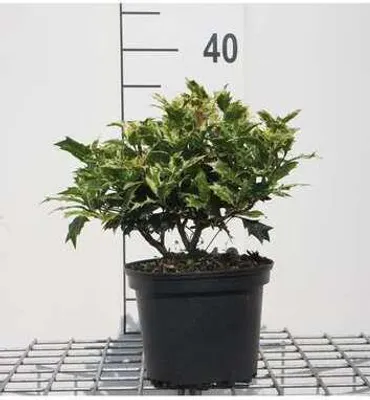 Zdjęcie produktu dla Osmanthus het. 'Goshiki' ('tricolor') - Pachnący kwiat o kolczastych liściach 20-25 cm - pojemnik