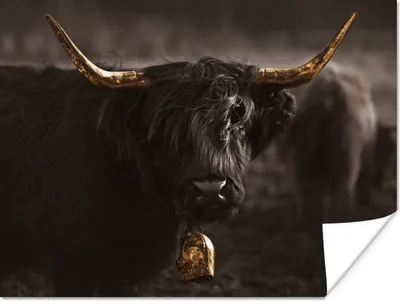 Produktbild von MuchoWow® Poster Schottischer Highlander - Gold - Kuhglocke - Hörner - Tiere 120x90 cm - Wandbild