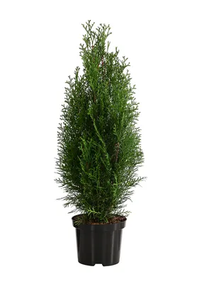 Produktbild von Dehner Thuja Smaragd, für 13 Meter Hecke, ca. 80-100 cm, 40 x 7.5 l Topf, Heckenpflanze