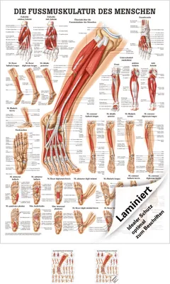 Produktbild von Die Fußmuskulatur Poster Anatomie 70x50 cm medizinische Lehrmittel