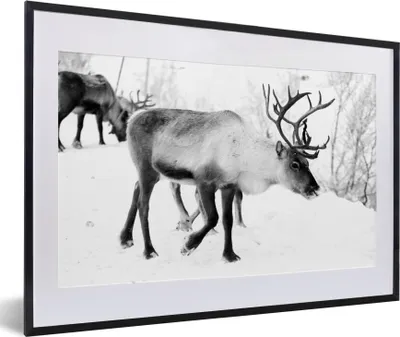 Produktbild von MuchoWow® MuchoWow® Gerahmtes Poster Ein Weihnachtsfoto von Rentieren entlang der Straßen von Kilpisjarvi, Finnland - schwarz-weiß 60x40 cm - Poster mit zchwarzem Bilderrahmen - Schlafzimmer - Plakat