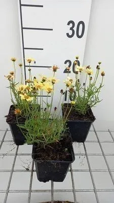 Productafbeelding van 6 x Coreopsis hybrida 'Creme Brullee' - Koreopsis (ook bekend als Mädchenauge) - pot van 9 x 9 cm