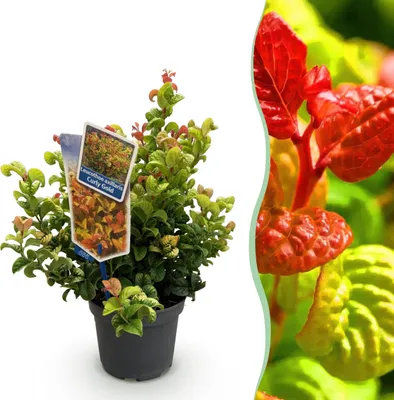 Immagine prodotto di Leucothoe Curly Gold - Giallo - Sempreverde - Bassa manutenzione - 30-40cm - Ø17cm - Pianta da giardino