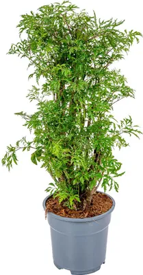 Zdjęcie produktu dla Bloomique - Polyscias Fruticosa - Aralia - Rośliny doniczkowe - Oczyszczające powietrze - Przyjazne dla zwierząt - Rośliny doniczkowe - Wysokość 50-70 cm - Doniczka 17 cm