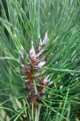 Produktbild von Pinus sylvestris 'Fastigiata', Säulenkiefer, 60–80 cm