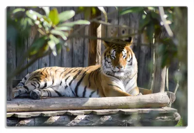 Produktbild von Wallario Frühstücksbrettchen aus Glas 20 x 30 cm mit rutschfesten Füßen, Motiv Tiger im Sonnenschein