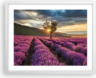 Produktbild von Gerahmtes Poster - Weißer Rahmen - Lavendel Berge Feld - 50x40 cm - Wand Bild - Wanddeko - Wandbilder - Kunstposter - Wandposter - Bilderrahmen - Bilder - Kunstdruck - Wandbild - P2WAA50x40-3645