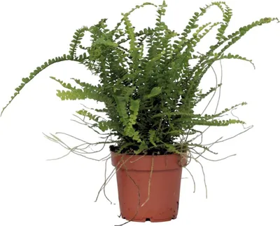 Image de Fougère de Duff - Nephrolepis 'Duffii' - Hauteur 25-40cm - ⌀12cm