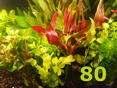 Produktbild von Angebot - 80 Einzelpflanzen - 10 Bunde - schönes buntes Sortiment