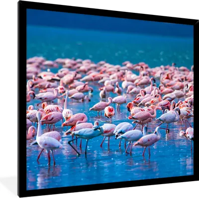 Produktbild von MuchoWow® Gerahmtes Poster Flamingo - Wasser - Tropisch - Rosa 40x40 cm - Poster mit Schwarzem Bilderrahmen Wandposter Rahmen Foto Bilder - Mit Rahmen - Wanddekoration Schlafzimmer