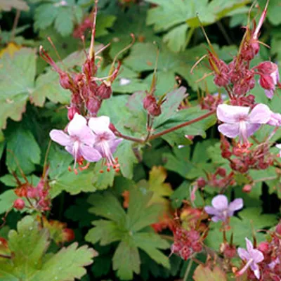 Produktbild von 6 x Garten-Storchschnabel  - Geranium macrorrhizum 'Ingwersen's Variety'  | Topf 9cm x 9cm