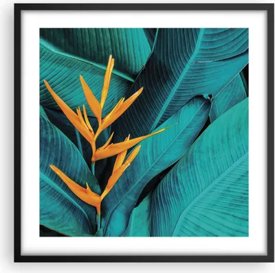 Produktbild von Gerahmtes Poster - Schwarzer Rahmen - Blumen Tropen Blätter - 50x50 cm - Wand Bild - Wanddeko - Wandbilder - Kunstposter - Wandposter - Bilderrahmen - Bilder - Kunstdruck - P2BAC50x50-5116