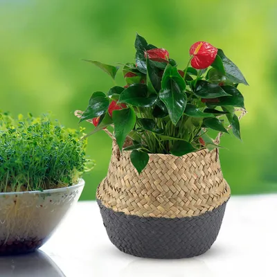 Produktbild von Aufbewahrungskorb, faltbarer Aufbewahrungskorb, Korb-Organisator, Blumentopf, Haushaltswaren
