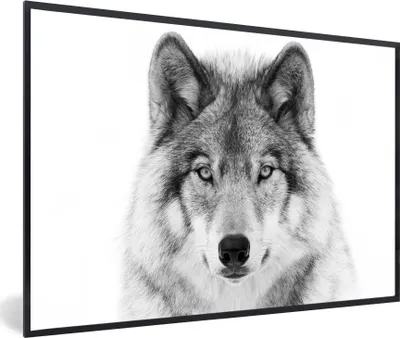 Produktbild von MuchoWow® Gerahmtes Poster Wolf - Tiere - Porträt - Weiß 30x20 cm - Poster mit Schwarzem Bilderrahmen Wandposter Rahmen Foto Bilder - Kunstdruck - Bild-Poster