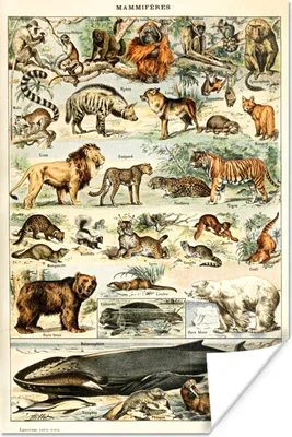 Produktbild von MuchoWow® Poster Tiere - Vintage - Adolphe Millot - Tiger - Löwe 120x180 cm - Kunstposter