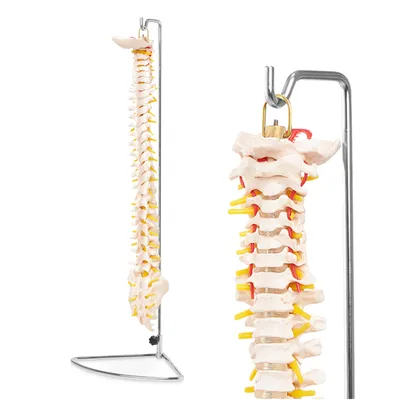 Produktbild von 4FIZJO anatomisches Wirbelsäulenmodell des Menschen, 1:1, Lehrmodell der Wirbelsäule, mit Standfuß, für den Anatomieunterricht