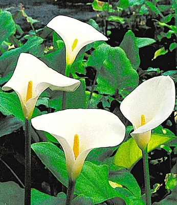 Produktbild von BALDUR Garten 3x Sumpf-Calla, Pflanzen mit 4 cm-Topfballen, sattgrüne, glänzende Blätter, elegantes Aussehen & blühende Idylle, winterhart, mehrjährig & pflegeleicht, wunderschöne Wasserpflanze
