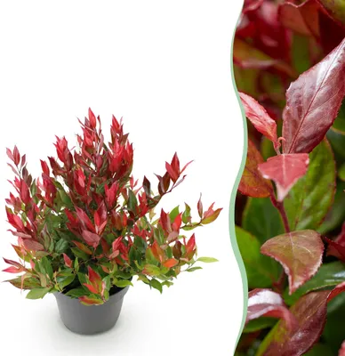 Image de Leucothoe Little Flame - Rouge - Feuillage persistant - Peu d'entretien - 30-40cm - Ø17cm - Plante de jardin