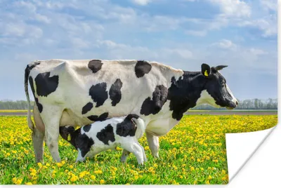 Produktbild von MuchoWow® Poster Kuh - Baby - Blumen 60x40 cm - Schlafzimmerdekoration