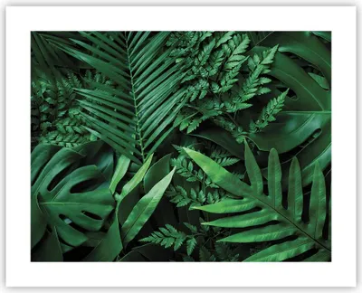 Produktbild von Poster - Poster ohne Rahmen - Exotisch Blätter Monstera - 50x40 cm - Wand Bild - Wanddeko - Wandbilder - Kunstposter - Wandposter - Bilder - Kunstdruck - Wanddekoration - Wandbild - P2XAA50x40-4746