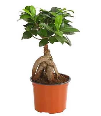 Produktbild von Dehner Chinesische Feige Ginseng, Ficus microcarpa, dicke Luftwurzeln, 30-40 cm, Ø Topf 12 cm, Bonsai