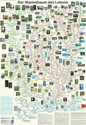 Image de Affiche "Arbre de la vie", en allemand, format DIN A1 (84,1 x 59,4 cm)