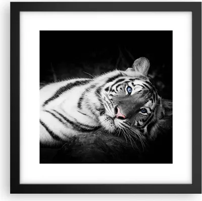 Produktbild von Gerahmtes Poster - Schwarzer Rahmen - Weiß Tiger Schwarz und Weiß - 30x30 cm - Wand Bild - Wanddeko - Wandbilder - Wandposter - Bilderrahmen - Bilder - Kunstdruck - Wandbild - P2BAC30x30-4247