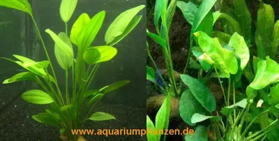 Produktbild von 1 Topf Echinodorus + Topf Anubia, Wasserpflanzen