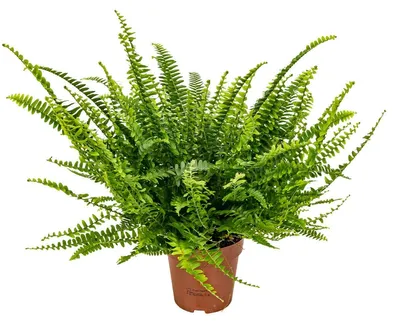 Immagine prodotto di Kapradina Nephrolepis - Pianta da interno - Altezza: 20-30 cm - Vaso: 12 cm