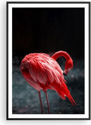 Produktbild von Gerahmtes Poster - Schwarzer Rahmen - Flamingo Rosa Vogel - 70x100 cm - Wand Bild - Wanddeko - Wandbilder - Kunstposter - Wandposter - Bilderrahmen - Bilder - Kunstdruck - P2BPA70x100-4551