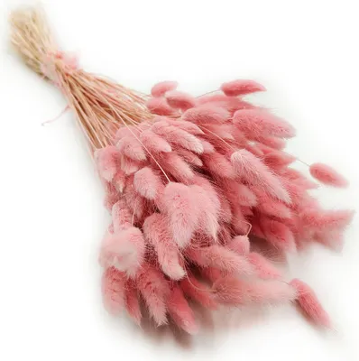 Produktbild von Getrocknete Hasenschwanzgras - (Lagurus) - Rosa