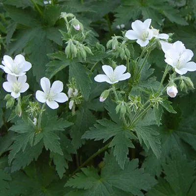 Produktbild von 6 x Storchschnabel  - Geranium sylvaticum 'Album'  | Topf 9cm x 9cm