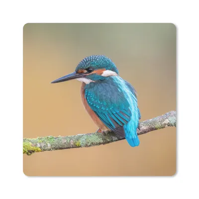 Produktbild von MuchoWow® Mauspad Mousepad Vogel - Eisvogel - Tiere - Zweig 30x30 cm - Mousepads - Maus Mat - Pad - Mausunterlage - Gaming